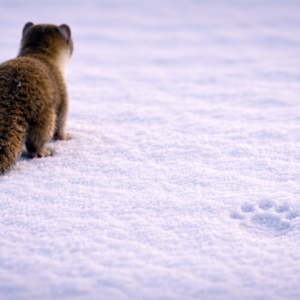 Montrer patte blanche [1er article de blogue officiel)