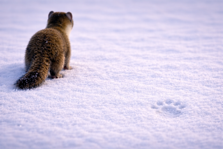 Fouine de dos avec empreinte dans la neige